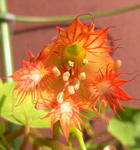 110126moritzianum2.jpg