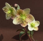 110128hellebo1.jpg