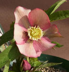 110128hellebo2.jpg