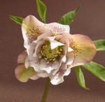110128hellebo3.jpg
