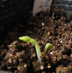 110212germination2.jpg