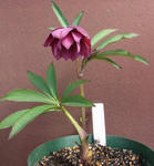 110219blackdd2.jpg
