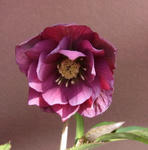 110219blackdd.jpg