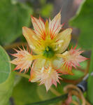 110221moritzianum.jpg