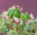 110221moritzianum0.jpg