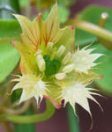 110221moritzianum5.jpg