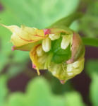 110221moritzianum4.jpg