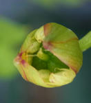 110221moritzianum3.jpg