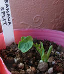 110226majus1.jpg