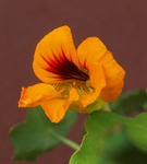 110228majus2.jpg