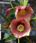 110228hellebo.jpg