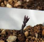 110306germination.jpg