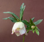 110306hellebo1.jpg