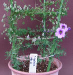 110307lepi21.jpg