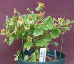 110307moritzianum1.jpg