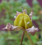 110307moritzianum.jpg