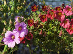 110309lepi21_2.jpg