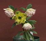 110311hellebo.jpg