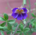 110312azureum.jpg