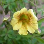 110312lepidum.jpg