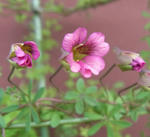 110314lepidum.jpg