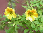 110314lepidum2.jpg