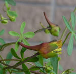 110314lepidum2-2.jpg