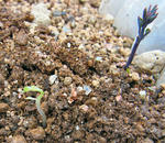 110314germination.jpg