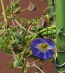 110317azureum.jpg