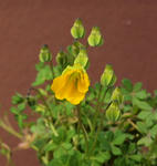 110317hookeri.jpg