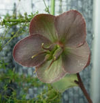 110320hellebo.jpg