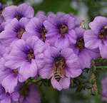 110321bee3.jpg