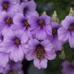 110321bee2.jpg