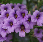 110321bee.jpg
