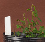 110321speciosum.jpg