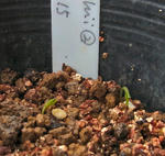 110324germination.jpg