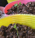 110324germination2.jpg