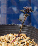 110326polyphyllum2.jpg