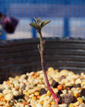 110326polyphyllum.jpg