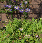 110326azureum.jpg