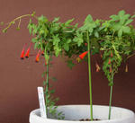 110328tricolor.jpg