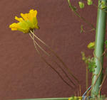110328hookeri.jpg