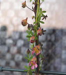 110328xazureum.jpg
