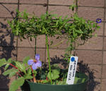 110329azureum.jpg
