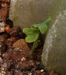110403germination1.jpg