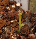 110403germination2.jpg
