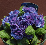 110404blue1.jpg