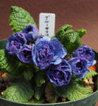 110404blue2.jpg