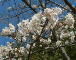 110406sakura.jpg
