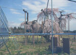 110418sakura1.jpg